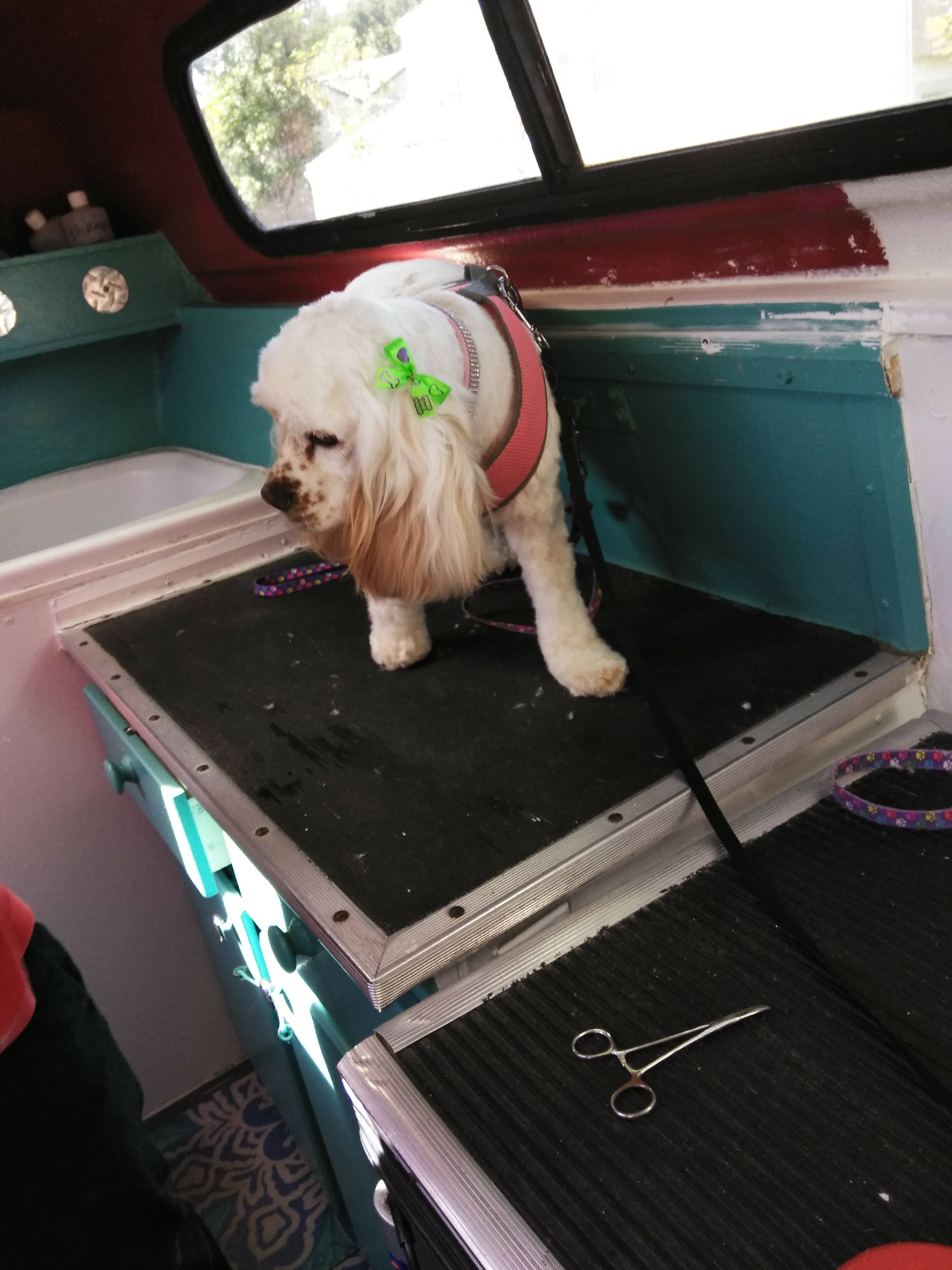 Edison Mobile Pet Grooming Photo Gallery Mobile Pet Grooming in